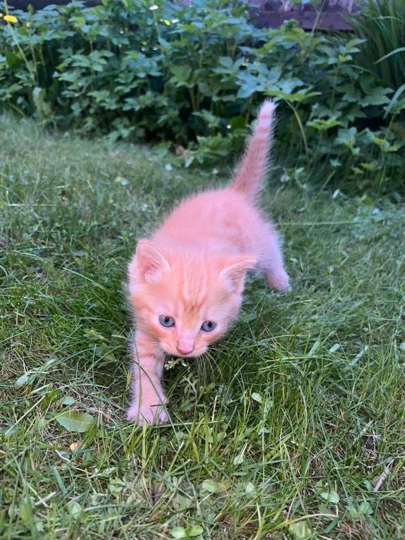 Кошки в Пушкине: Рыжий котенок мальчик Мальчик, Бесплатно - фото 1