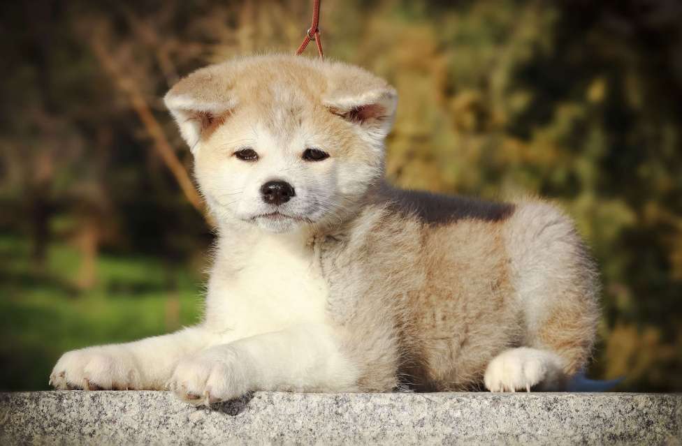 Собаки в Волгограде: Продажа щенков Акита-ину Мальчик, Бесплатно - фото 4