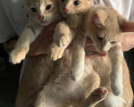 Кошки в Уфе: 3 котенка Мальчик, Бесплатно - фото 2