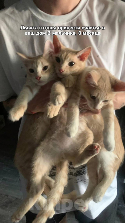 Кошки в Уфе: 3 котенка Мальчик, Бесплатно - фото 2