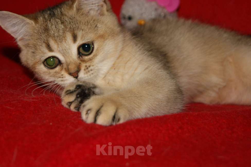 Кошки в Москве: Золотая девочка Девочка, 8 000 руб. - фото 5