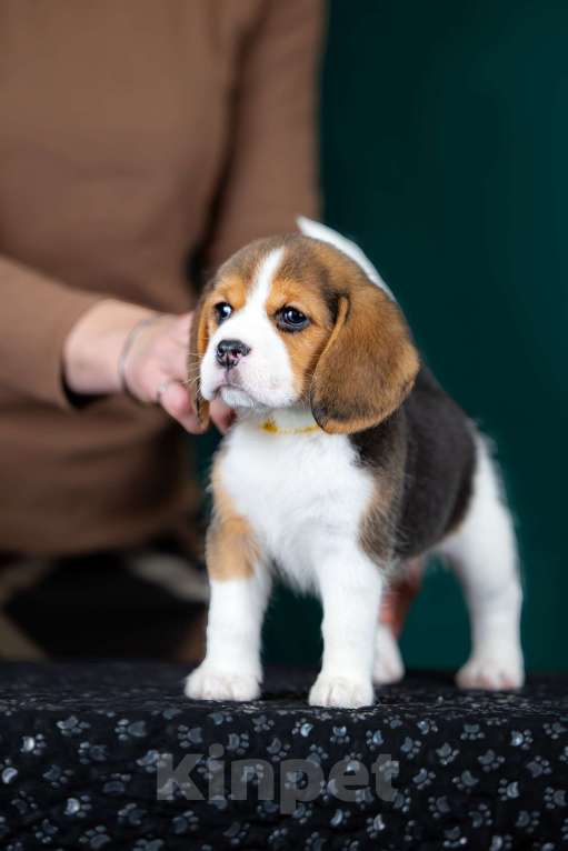 Собаки в Москве: Щенок Бигля питомник РКФ Мальчик, 70 000 руб. - фото 8