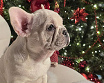Собаки в Москве: Щенок французского бульдога девочка Девочка, 50 000 руб. - фото 1