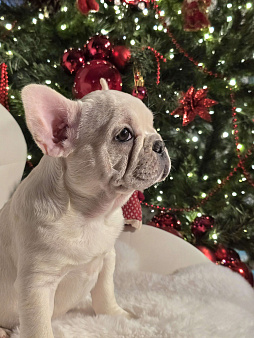 Щенок французского бульдога девочка