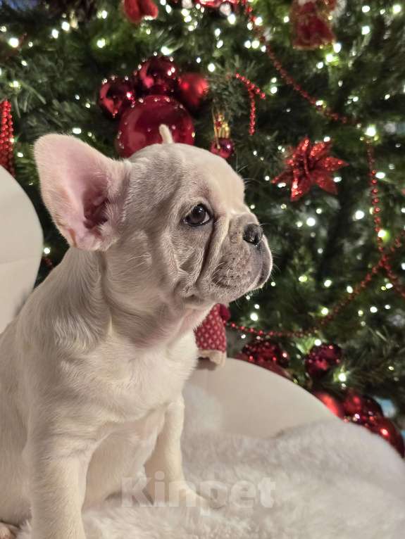 Собаки в Москве: Щенок французского бульдога девочка Девочка, 50 000 руб. - фото 1