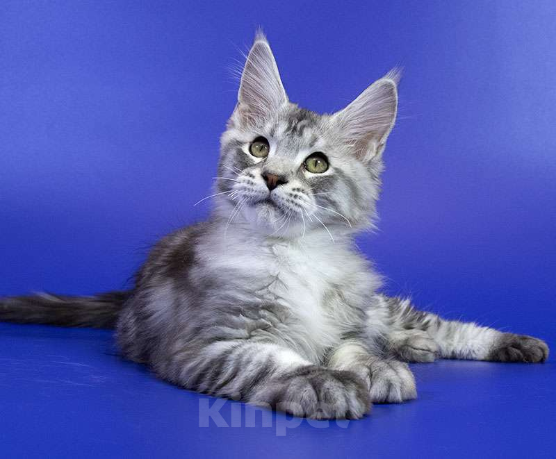 Кошки в Москве: Котенок Мейн Кун Мальчик, 1 000 руб. - фото 1