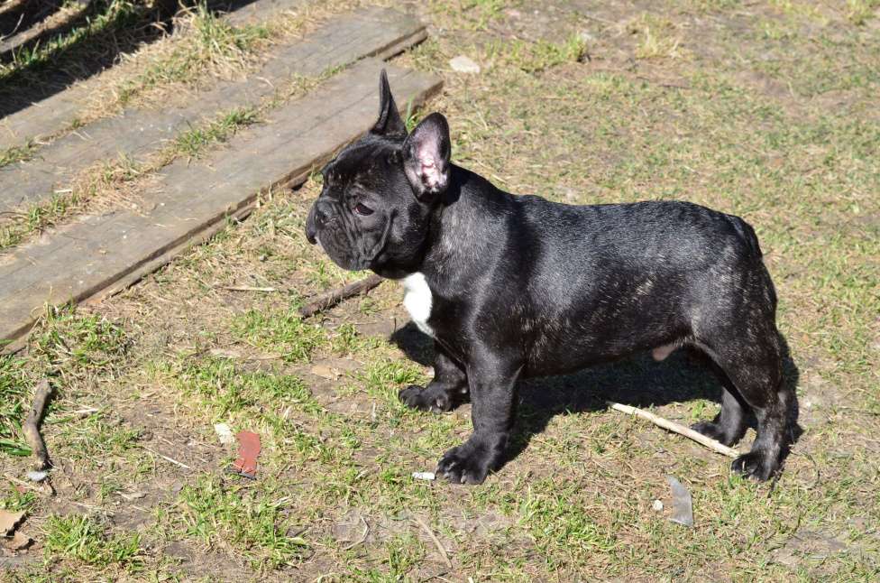 Собаки в Старом Купавне: Вениамин Мальчик, 60 000 руб. - фото 1