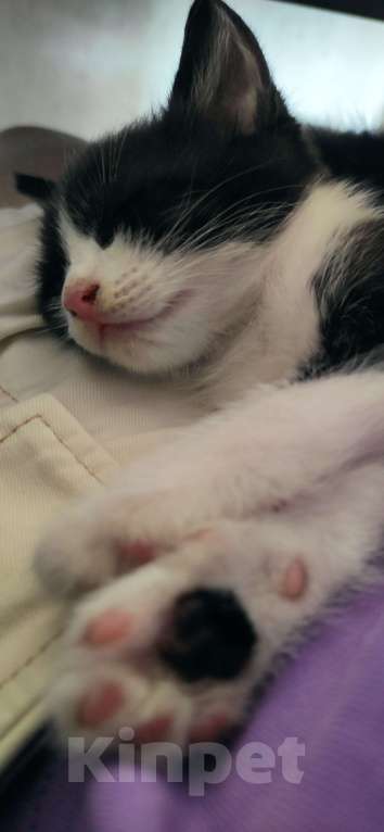 Кошки в Краснодаре: Том Мальчик, Бесплатно - фото 2