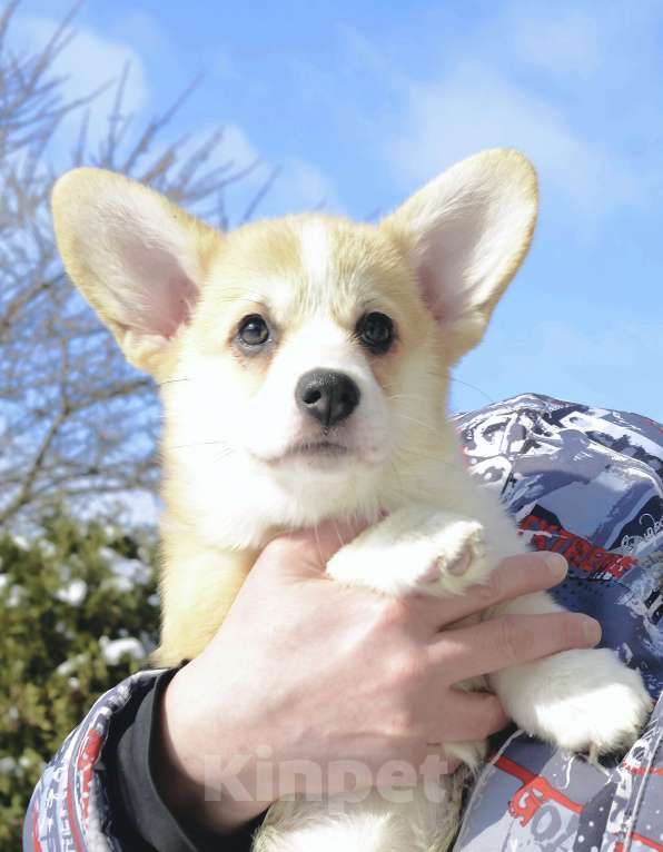 Собаки в Пензе: Щенки корги Разнополые, 60 000 руб. - фото 3