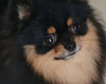Собаки в Пензе: Шпиц померанский вязка Мальчик, Бесплатно - фото 1