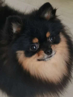 Шпиц померанский вязка