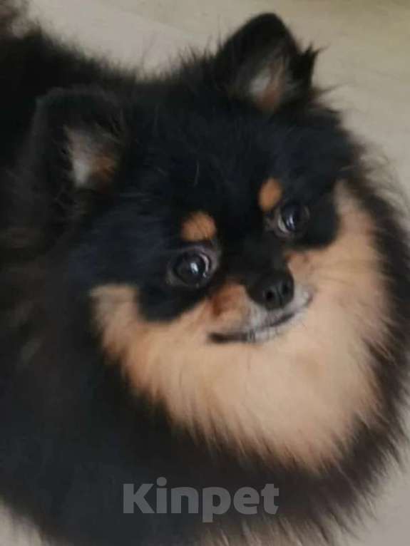 Собаки в Пензе: Шпиц померанский вязка Мальчик, Бесплатно - фото 1