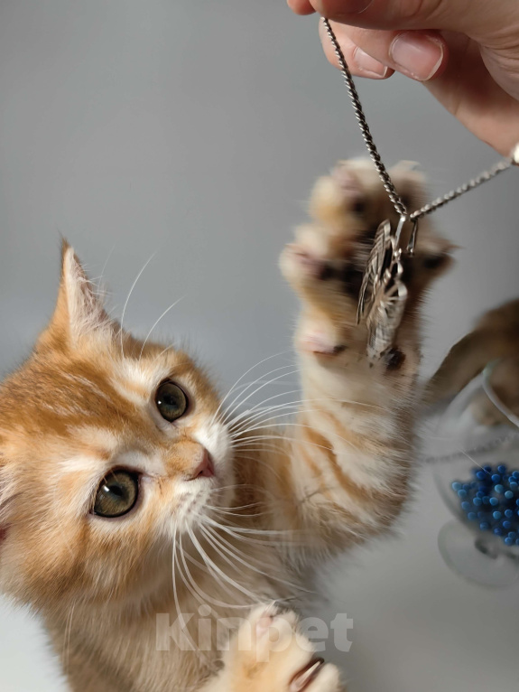 Кошки в Москве: Шотландский котик золотая шиншилла  Мальчик, 30 000 руб. - фото 6