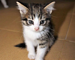 Кошки в Тюмени: Мальчик  Мальчик, 1 руб. - фото 4