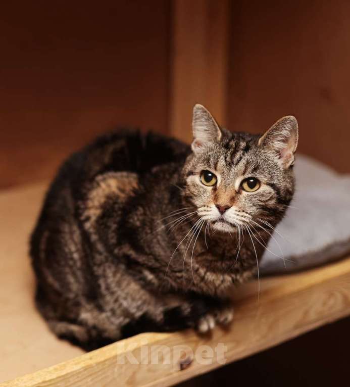 Кошки в Москве: Мраморная Лея (5 лет) в добрые руки Девочка, Бесплатно - фото 8