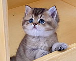 Кошки в Астрахани: Риддик, кот Мальчик, Бесплатно - фото 1