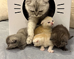 Кошки в Самаре: Шотландские вислоухие котята Разнополые, 5 000 руб. - фото 4