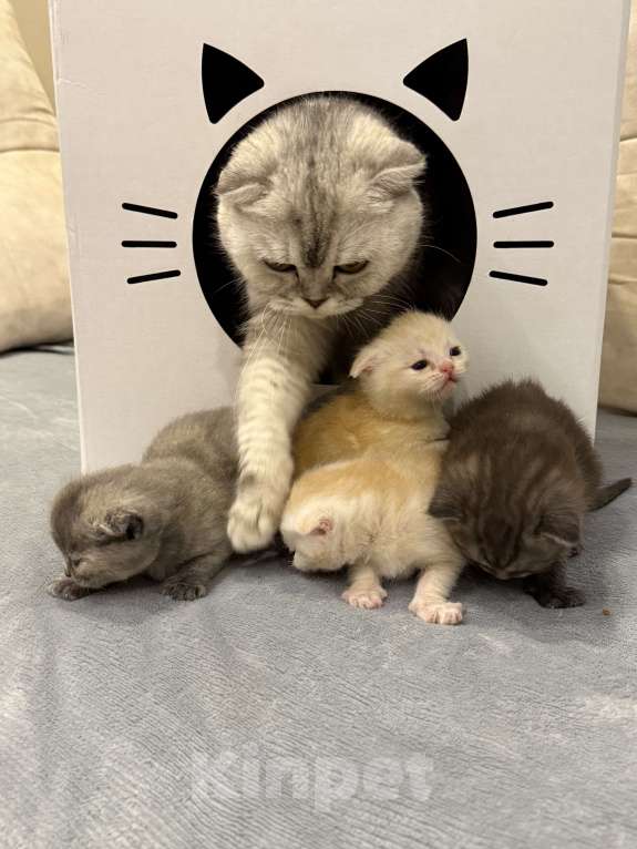 Кошки в Самаре: Шотландские вислоухие котята Разнополые, 5 000 руб. - фото 4