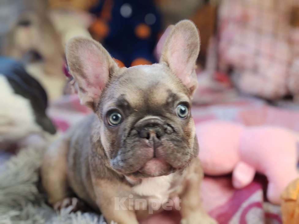 Собаки в Санкт-Петербурге: Шикарная голубая девочка Девочка, 80 000 руб. - фото 7