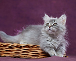 Кошки в Барнауле: Кошечка Юлиана💖 Девочка, Бесплатно - фото 6