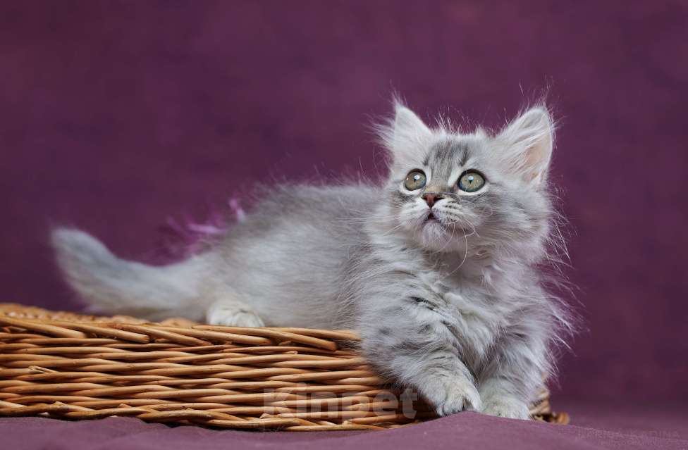 Кошки в Барнауле: Кошечка Юлиана💖 Девочка, Бесплатно - фото 6
