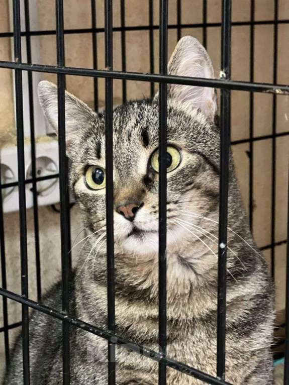 Кошки в Москве: Большая ласковая кошечка в добрые руки! Девочка, Бесплатно - фото 3