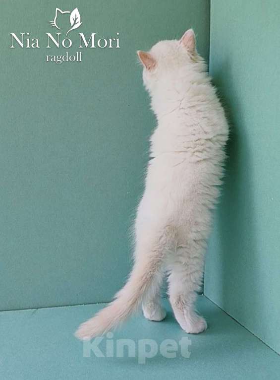 Кошки в Пензе: Котёнок породы Рэгдолл - Boris Мальчик, 65 000 руб. - фото 8