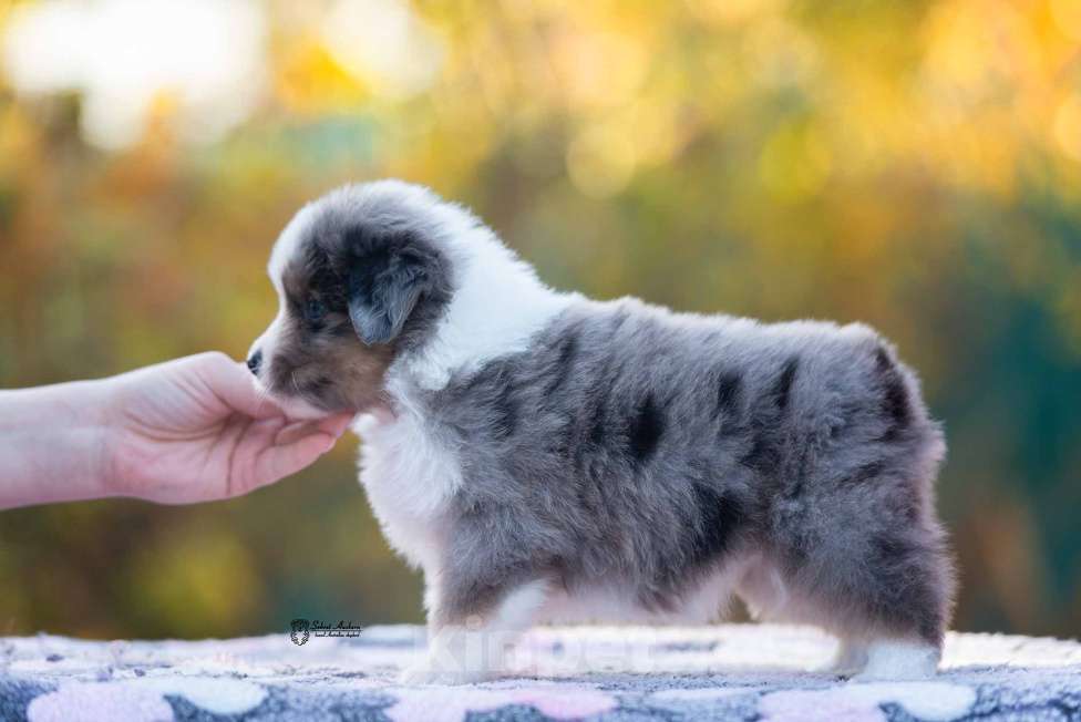 Собаки в Москве: Миниатюрная американская овчарка (мини-аусси) Девочка, 250 000 руб. - фото 5