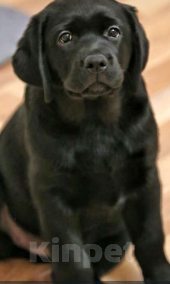 Собаки в Москве: Счасть Вашего Дома Девочка, 60 000 руб. - фото 3