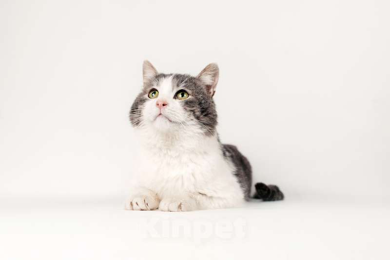 Кошки в Москве: Шикарный сладкий котик Баунти в добрые руки Мальчик, Бесплатно - фото 2