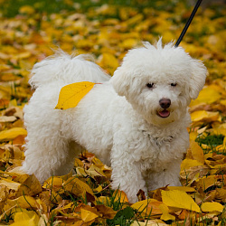 Итальянская болонка (болоньез)