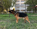 Собаки в Элисте: Немецкая овчарка, 13 000 руб. - фото 3