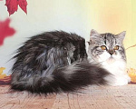 Кошки в Самаре: Кошечка Долли Девочка, 12 000 руб. - фото 3