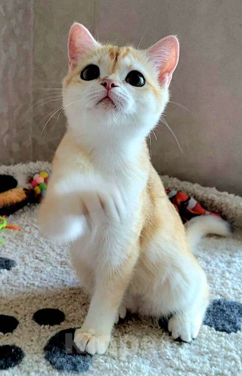 Кошки в Москве: Malvina MilkaMax  Девочка, 30 000 руб. - фото 3