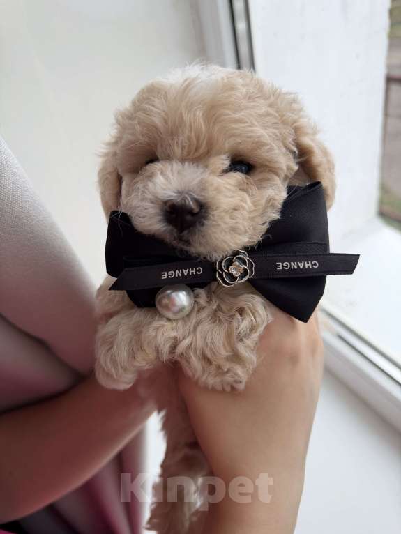 Собаки в Иваново: Той-пудель мальчик Мальчик, Бесплатно - фото 8