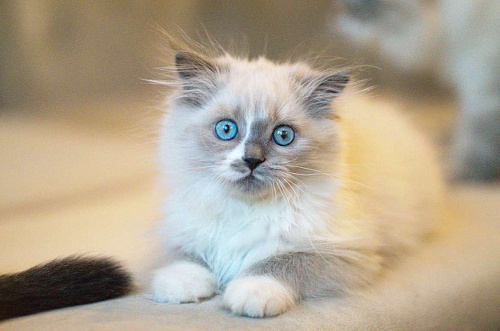 невский маскарадный котенок