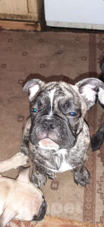 Собаки в Москве: Продам щенков Мальчик, 30 руб. - фото 2