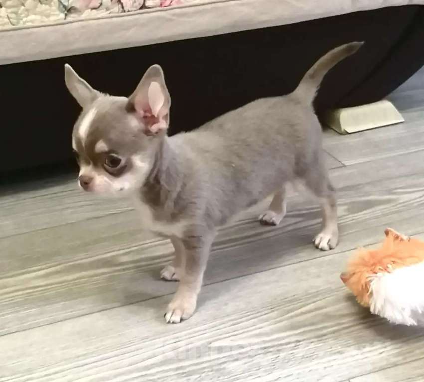 Собаки в Волжском: Шикарный мальчик Мальчик, 65 000 руб. - фото 2