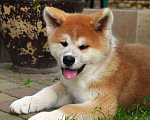 Собаки в Одинцово: Мальчик Акита-ину Edomaru  Мальчик, 80 000 руб. - фото 2