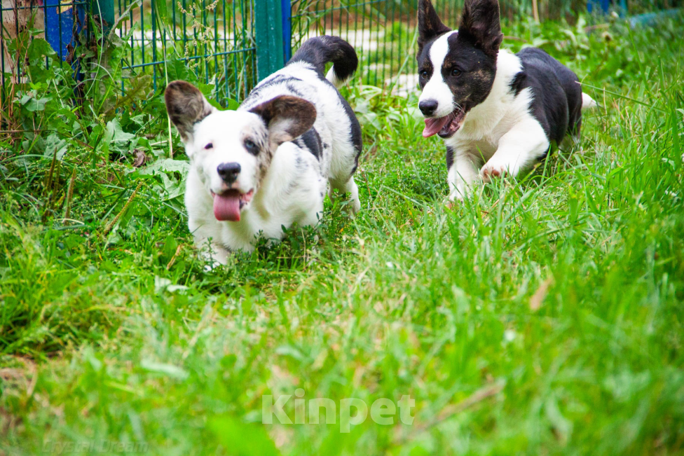 Собаки в Москве: Ваша мечта о корги готова исполниться  Мальчик, Бесплатно - фото 2