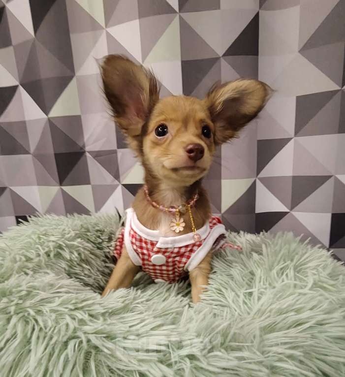 Собаки в Тюмени: Девочка тоечка😘 Девочка, 55 000 руб. - фото 7