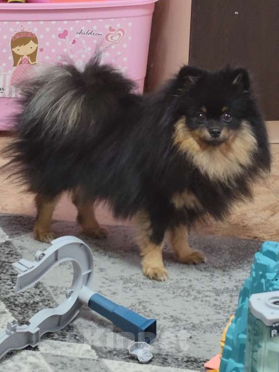 Собаки в Омске: Продам собаку Мальчик, 15 000 руб. - фото 1