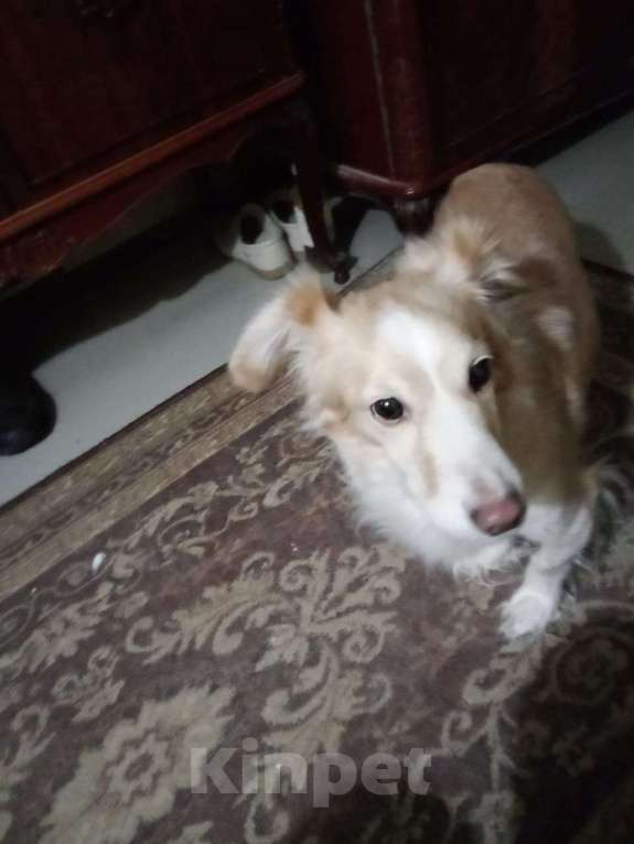 Собаки в Краснодаре: Маленькая собачка 🐶 в добрые руки  Девочка, Бесплатно - фото 1