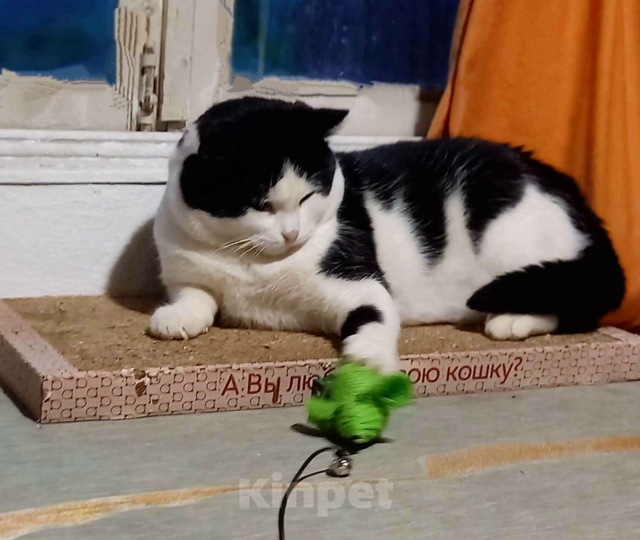 Кошки в Вологде: Кот СОМИК ищет дом! Мальчик, Бесплатно - фото 3