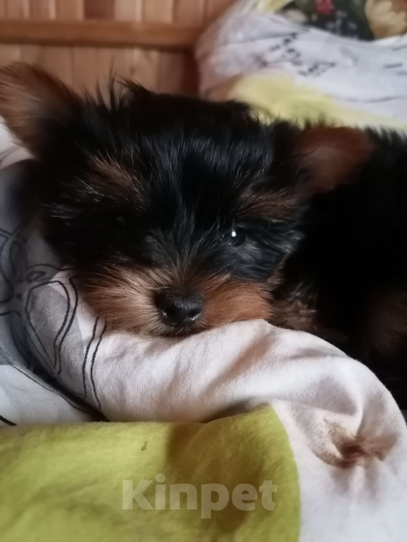 Собаки в Москве: Щенки йоркширского терьера мини девочка Девочка, 50 000 руб. - фото 3