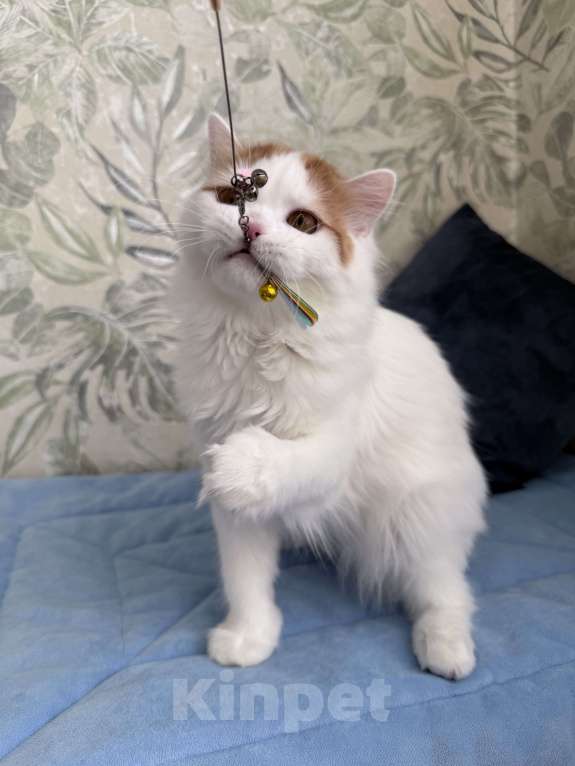 Кошки в Москве: Шотландский длинношерстный котенок Мальчик, Бесплатно - фото 2