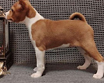 Собаки в Санкт-Петербурге: Щенок басенджи Мальчик, 50 000 руб. - фото 3