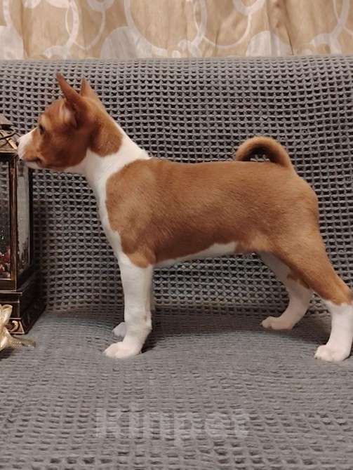 Собаки в Санкт-Петербурге: Щенок басенджи Мальчик, 50 000 руб. - фото 3