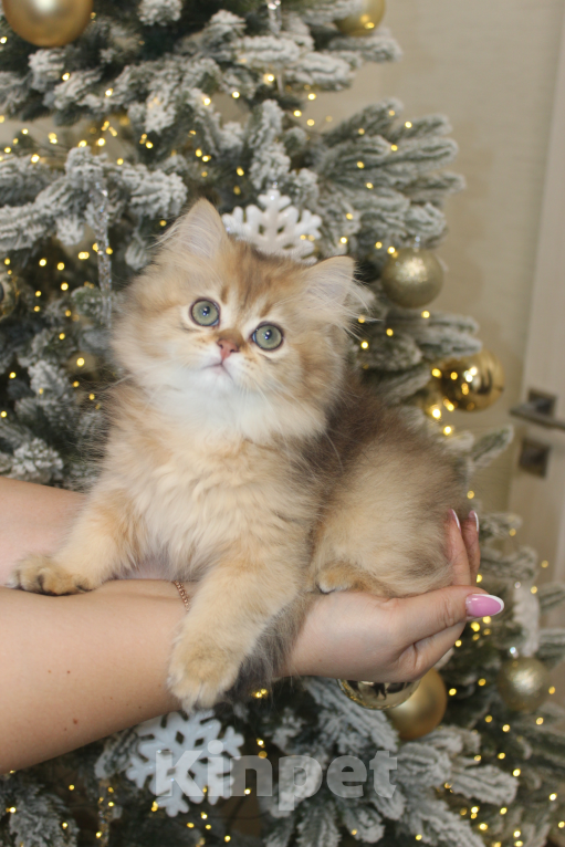 Кошки в Москве: Котик Натс Мальчик, 35 000 руб. - фото 5