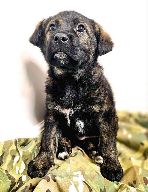 Собаки в Санкт-Петербурге: Чудесные щенки мальчик и девочка метисы лабрадора в дар Мальчик, 10 руб. - фото 6